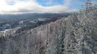 Buz dağları orman dronu kış karını görür