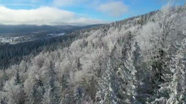 Buz dağları orman dronu kış karını görür