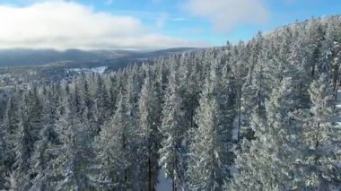 Buz dağları orman dronu kış karını görür