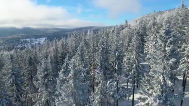 Buz dağları orman dronu kış karını görür