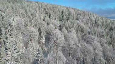 Buz dağları orman dronu kış karını görür