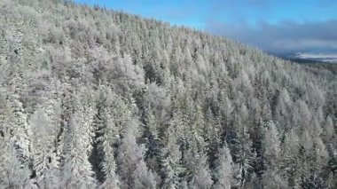 Buz dağları orman dronu kış karını görür