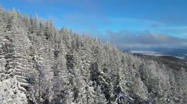 Buz dağları orman dronu kış karını görür