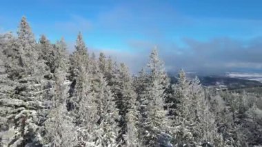 Buz dağları orman dronu kış karını görür