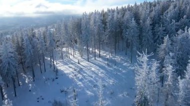 Buz dağları orman dronu kış karını görür