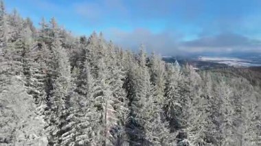 Buz dağları orman dronu kış karını görür