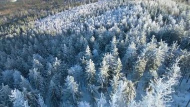 Buz dağları orman dronu kış karını görür