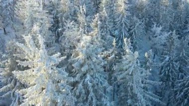 Buz dağları orman dronu kış karını görür