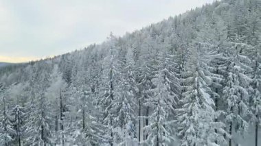 Buz dağları orman dronu kış karını görür