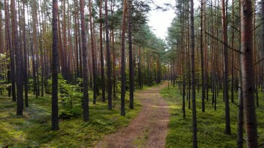 Kozalaklı orman köknar ağaçları çam manzaralı