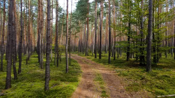 Kozalaklı orman köknar ağaçları çam manzaralı