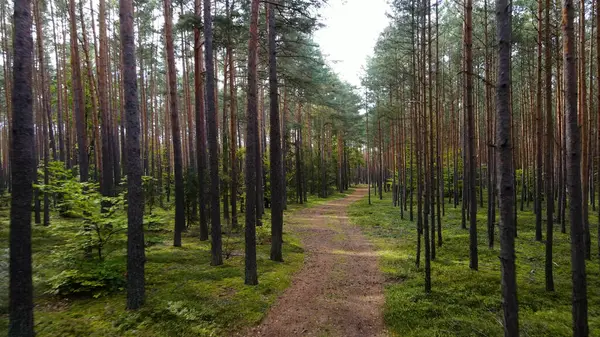 Kozalaklı orman köknar ağaçları çam manzaralı