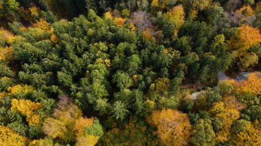 Tepedeki ormandan sonbahar manzarası