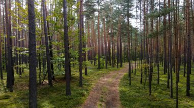 Kozalaklı orman köknar ağaçları çam manzaralı
