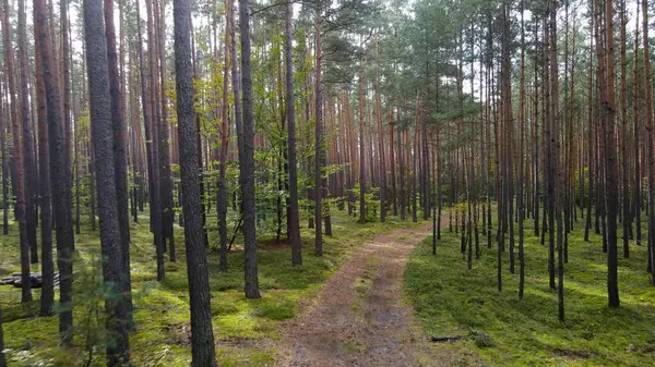 Kozalaklı orman köknar ağaçları çam manzaralı