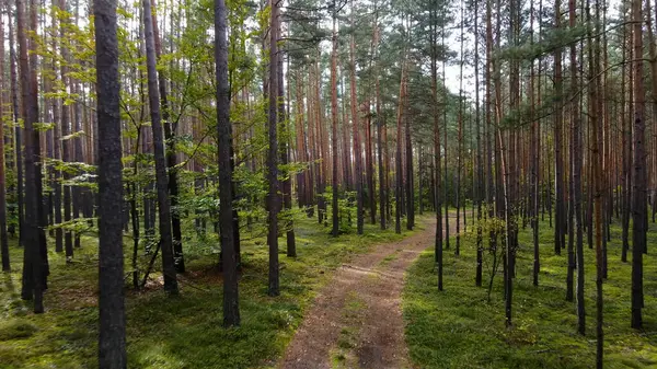 Kozalaklı orman köknar ağaçları çam manzaralı