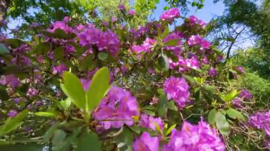 Rhododendron çiçekleri çalı makro hareketi