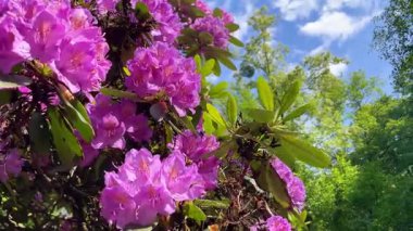 Rhododendron çiçekleri çalı makro hareketi