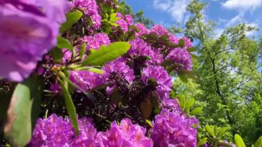 Rhododendron çiçekleri çalı makro hareketi