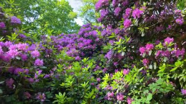Rhododendron çiçekleri çalı makro hareketi