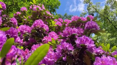 Rhododendron çiçekleri çalı makro hareketi