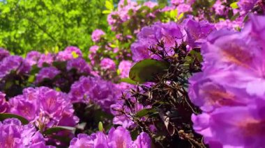 Rhododendron çiçekleri çalı makro hareketi