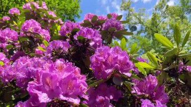 Rhododendron çiçekleri çalı makro hareketi