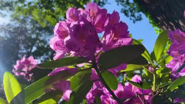 Rhododendron çiçekleri çalı makro hareketi