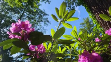 Rhododendron çiçekleri çalı makro hareketi
