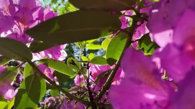 Rhododendron çiçekleri çalı makro hareketi