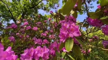 Rhododendron çiçekleri çalı makro hareketi
