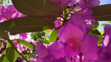 Rhododendron çiçekleri çalı makro hareketi