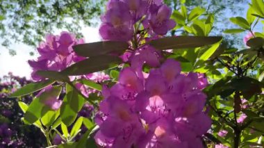 Rhododendron çiçekleri çalı makro hareketi