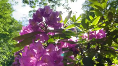 Rhododendron çiçekleri çalı makro hareketi