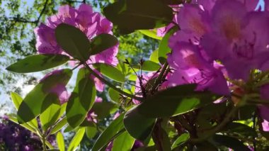 Rhododendron çiçekleri çalı makro hareketi