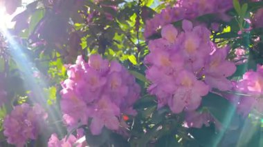 Rhododendron çiçekleri çalı makro hareketi