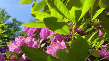 Rhododendron çiçekleri çalı makro hareketi