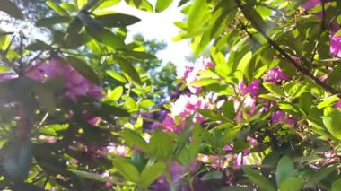 Rhododendron çiçekleri çalı makro hareketi