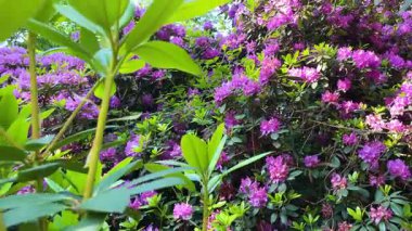 Rhododendron çiçekleri çalı makro hareketi
