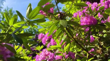 Rhododendron çiçekleri çalı makro hareketi