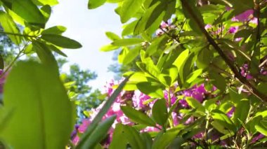 Rhododendron çiçekleri çalı makro hareketi