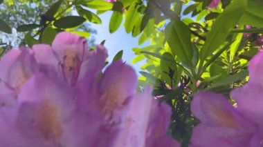 Rhododendron çiçekleri çalı makro hareketi