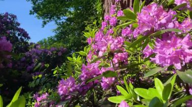 Rhododendron çiçekleri çalı makro hareketi