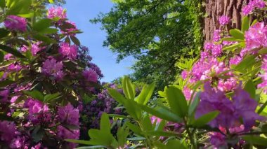 Rhododendron çiçekleri çalı makro hareketi