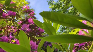 Rhododendron çiçekleri çalı makro hareketi