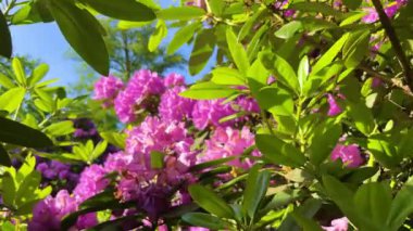Rhododendron çiçekleri çalı makro hareketi
