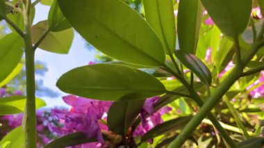 Rhododendron çiçekleri çalı makro hareketi