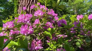 Rhododendron çiçekleri çalı makro hareketi