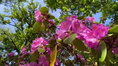 Rhododendron çiçekleri çalı makro hareketi