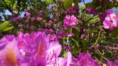 Rhododendron çiçekleri çalı makro hareketi